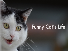 Cats: funny videos