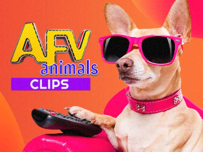 AFV Animals-Animal & Pet Videos