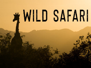 Wild Safari